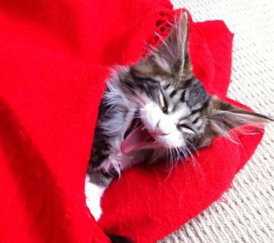 Yawning Cat Number 204